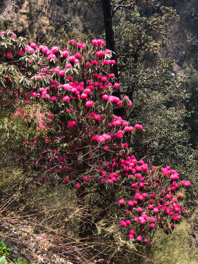 Rhododendron (Burans) flowers . Flowering takes place in the month of April and May. this is also the state flower of Uttarakhand