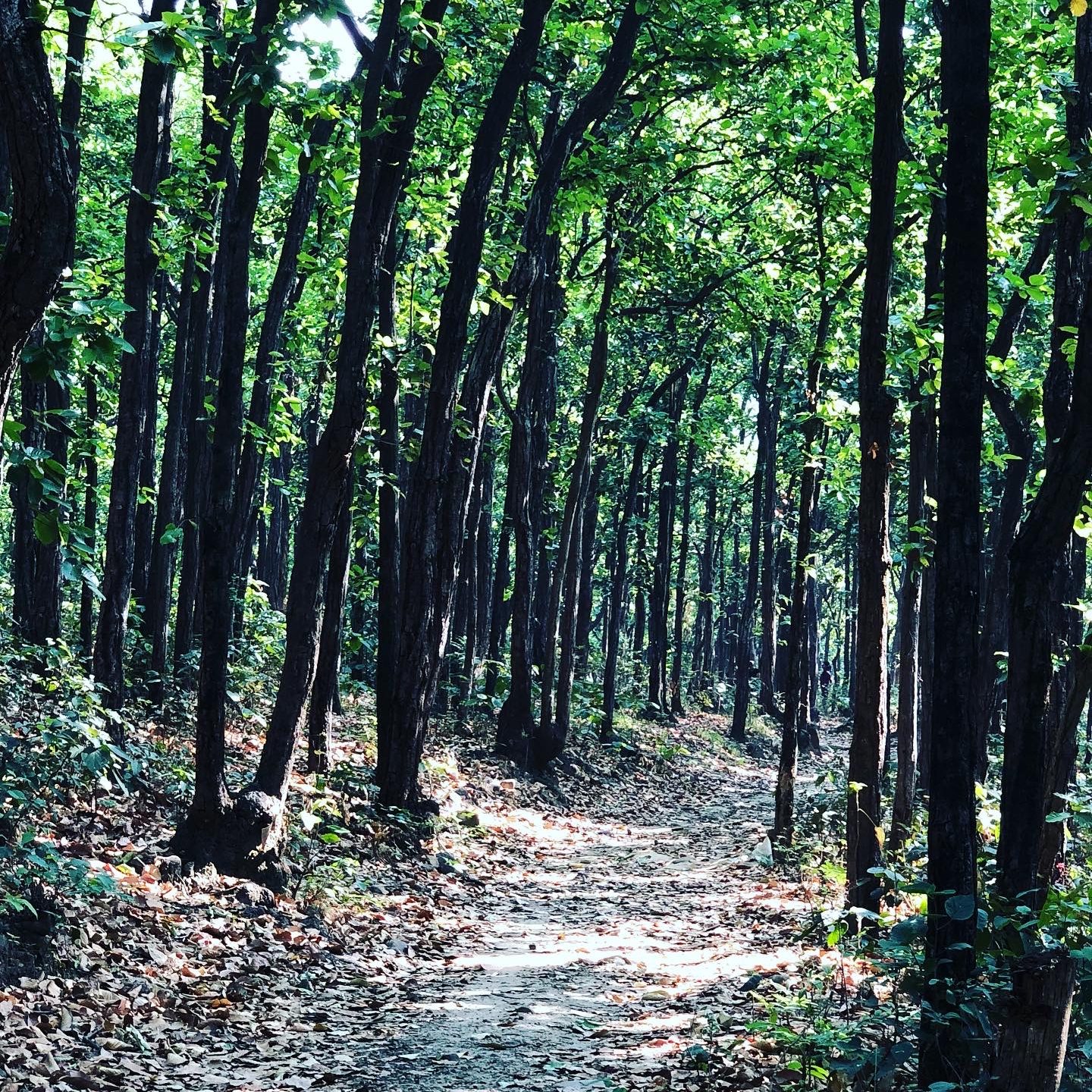 Sura Devi Temple trail through the Sal forests